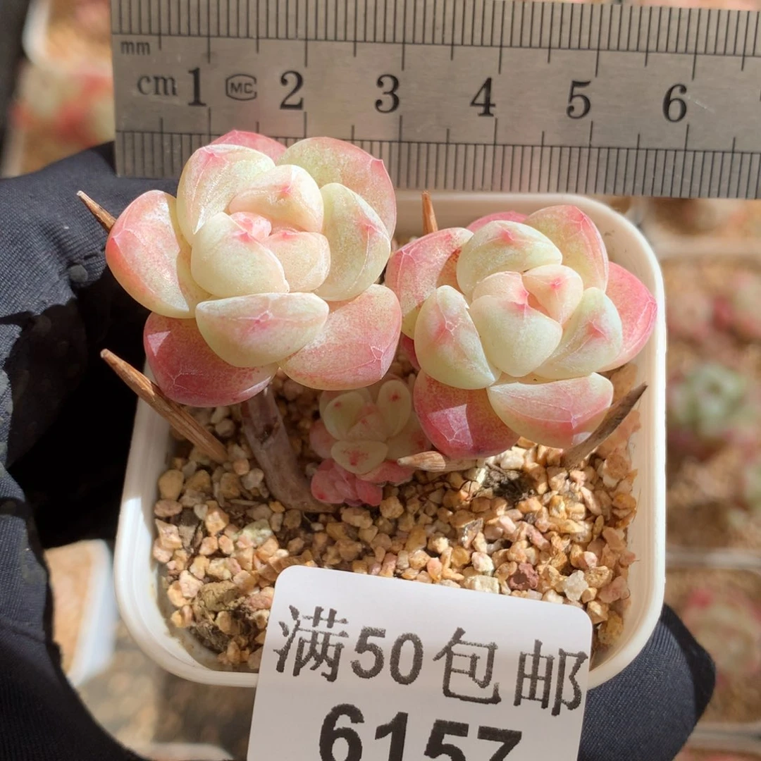 6157小树冰玉小脸版冠服5.5