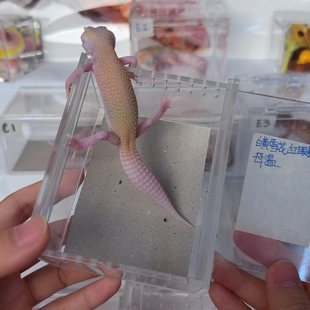 豹纹守宫白黄雪花红眼暴龙，母温