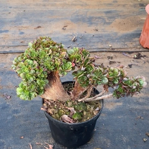 柠檬缀多肉植物012