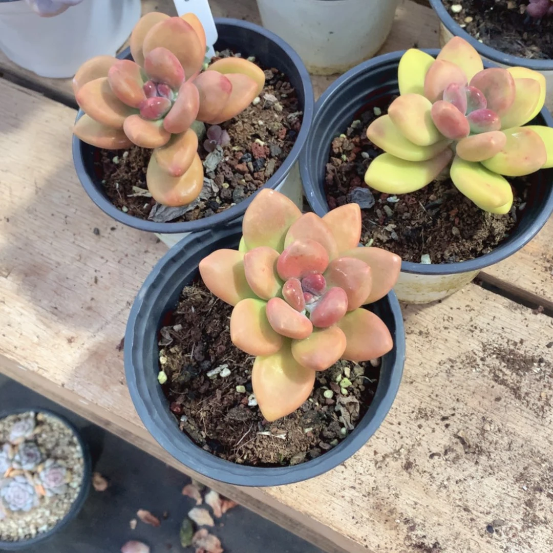 多肉植物芒果奶2个30