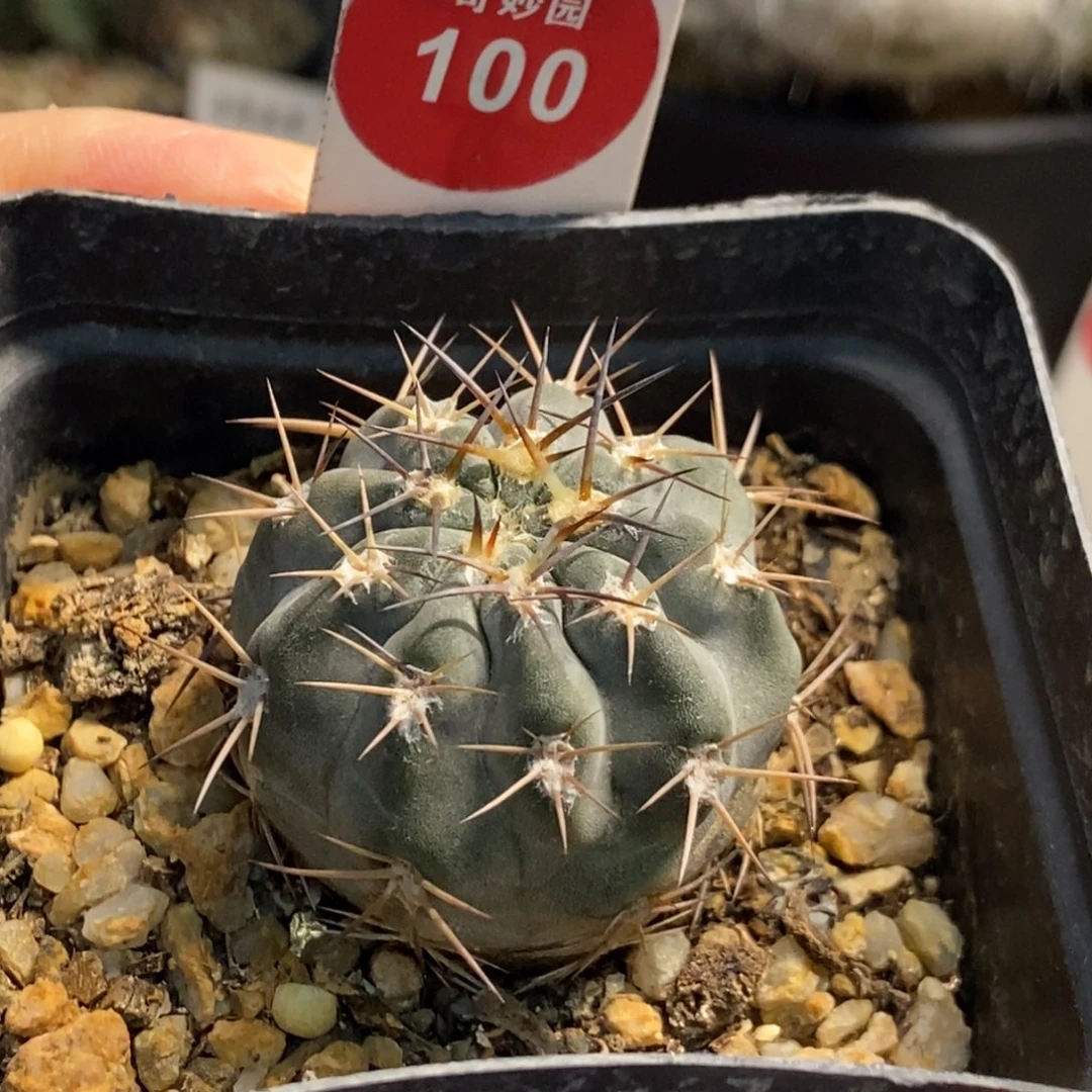 实生上腊阿寒玉一颗3.5cm