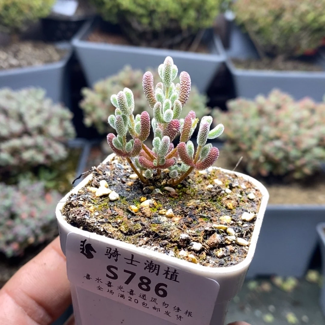 786实生优选冰晶