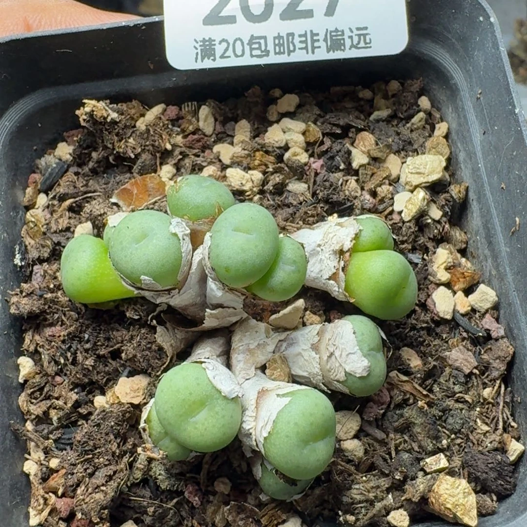 紫花小饼。