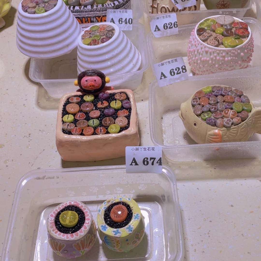 674生石花生石花生石花