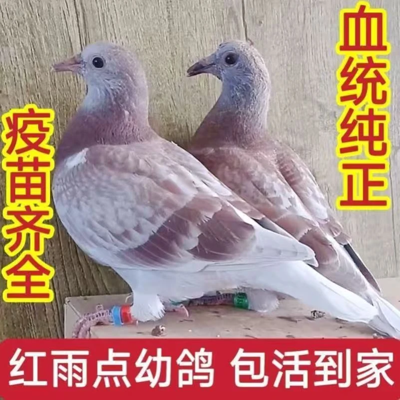 詹森红雨点信鸽赛鸽