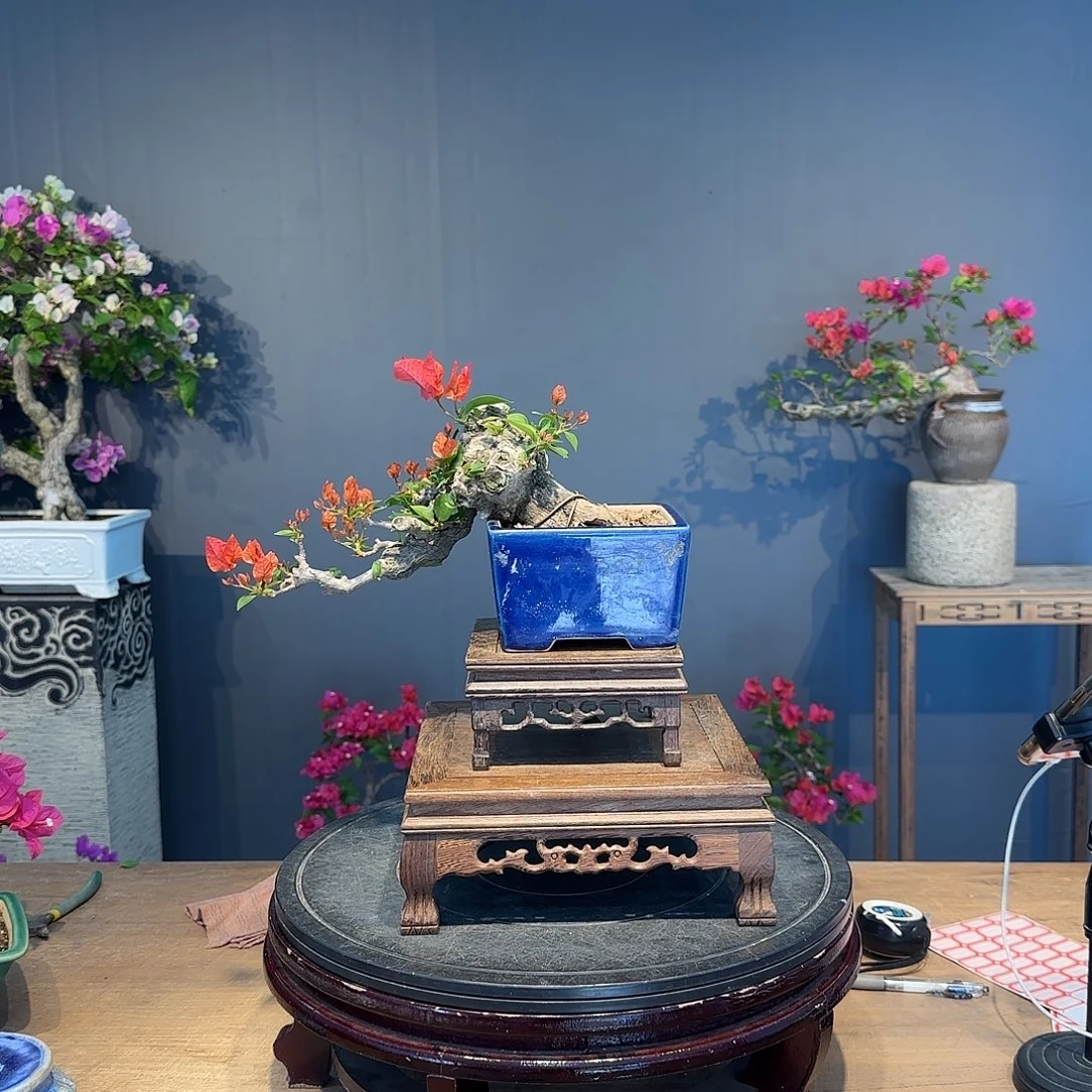 以***师无花朵同安红三角梅  以