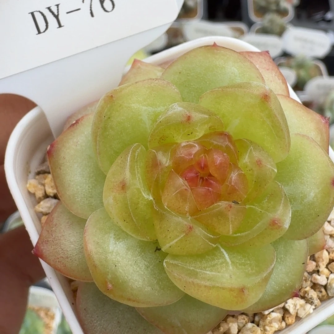 1004-076-巴洛克单头