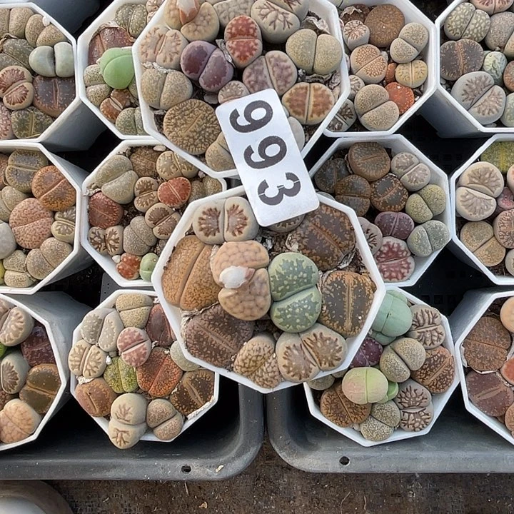 飞*海生石花2盒993，