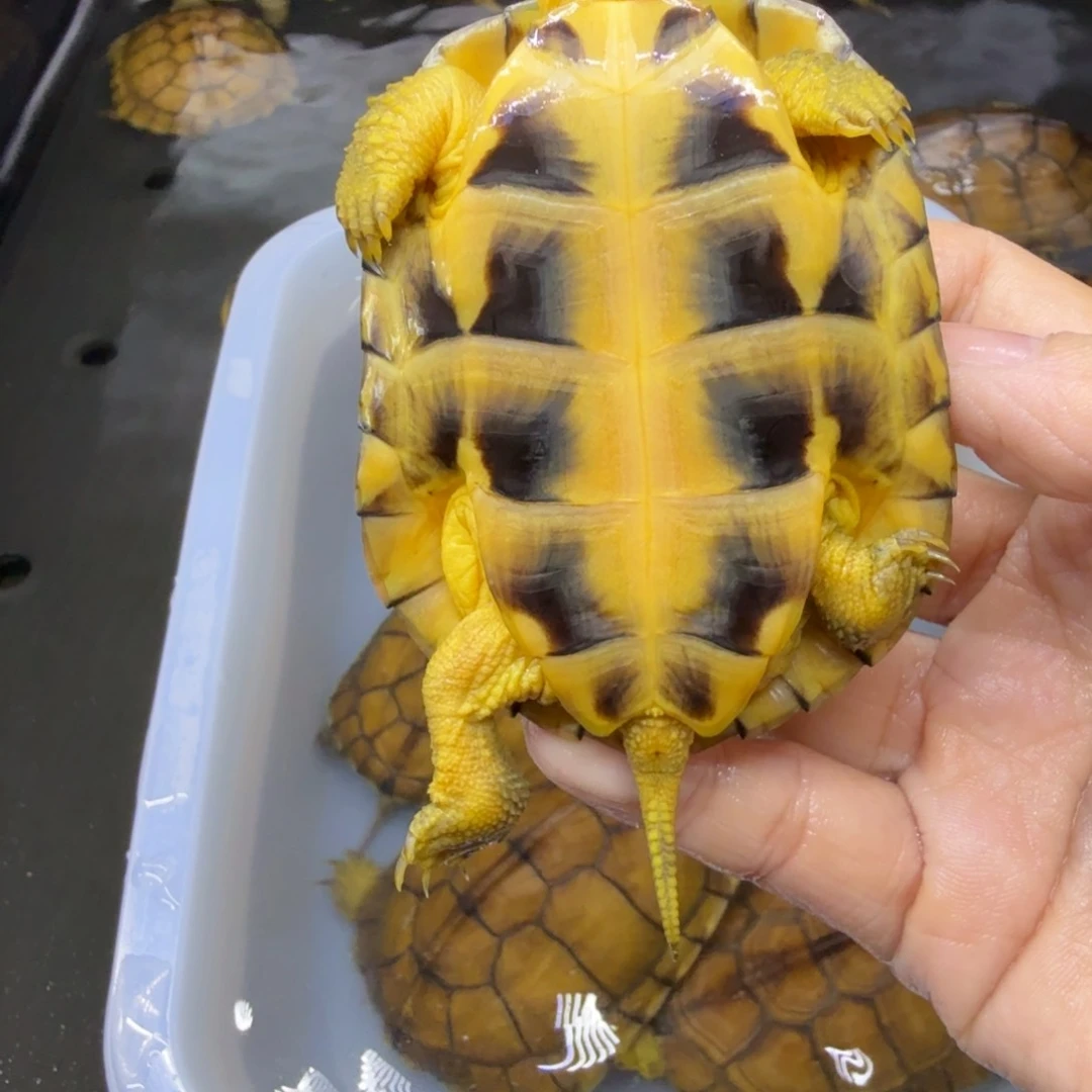 千***梦公母搭配宠物龟背甲8