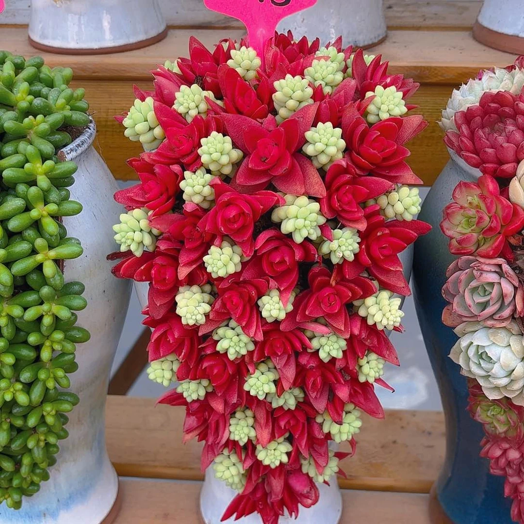 015红红火火多肉组合