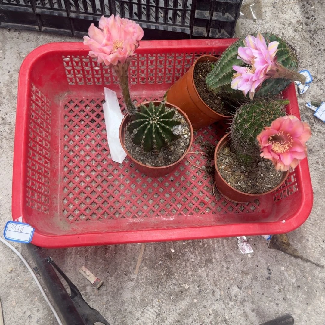 别****无花朵彩草哈哈哈哈哈哈哈哈