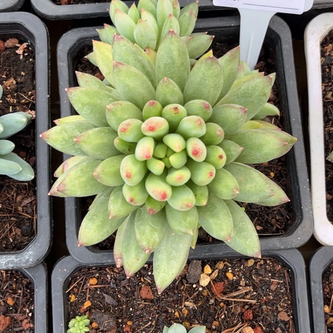 红体岩子多肉植物684