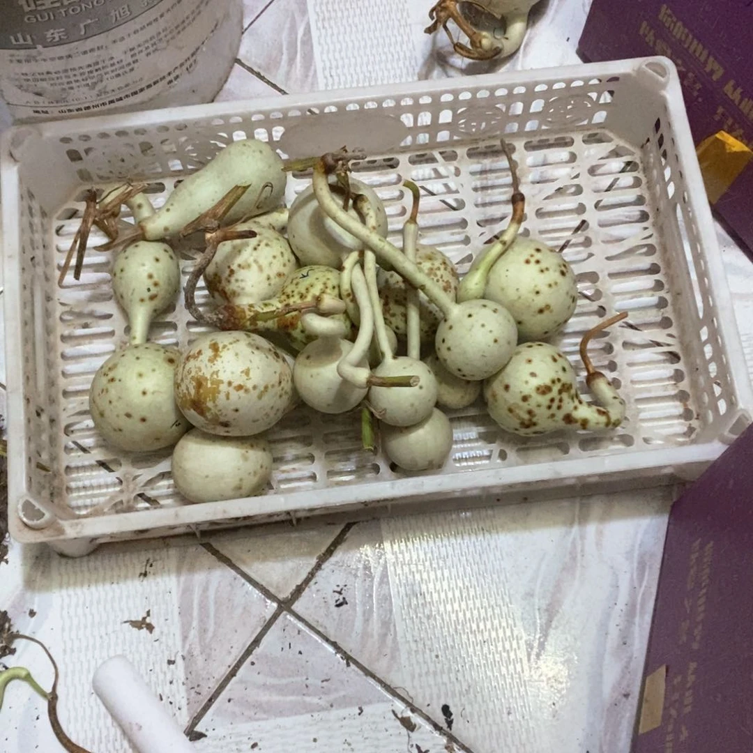 丙*文玩葫芦青皮葫芦