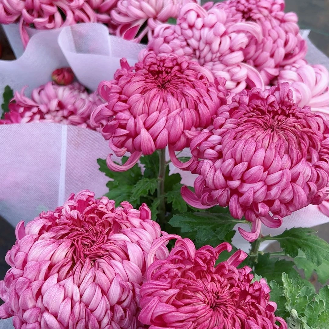 完全开放国华紫帝王