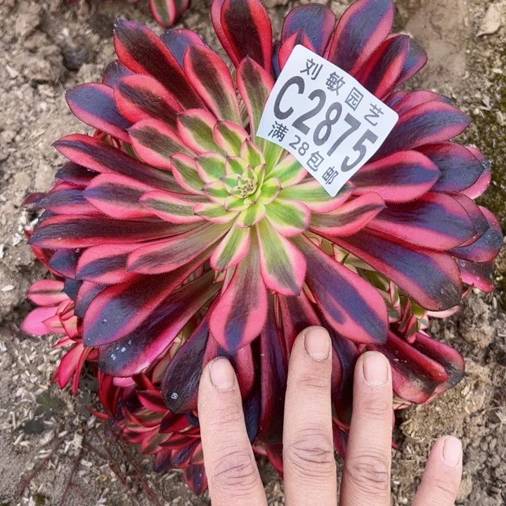 2875多肉植物黑天鹅法师