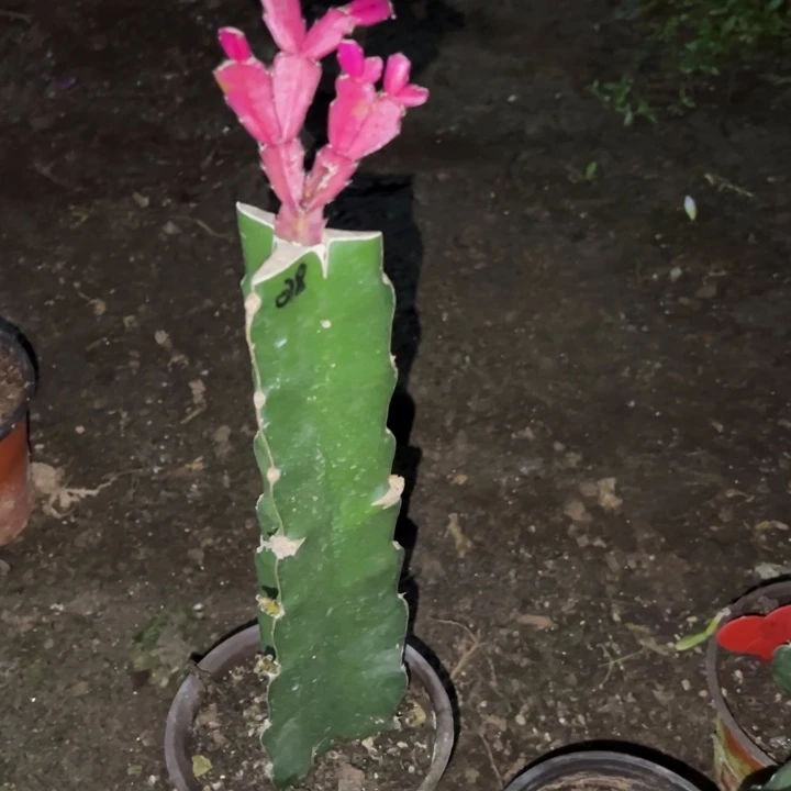 小***姐当前无花栽培后可以开花078  69