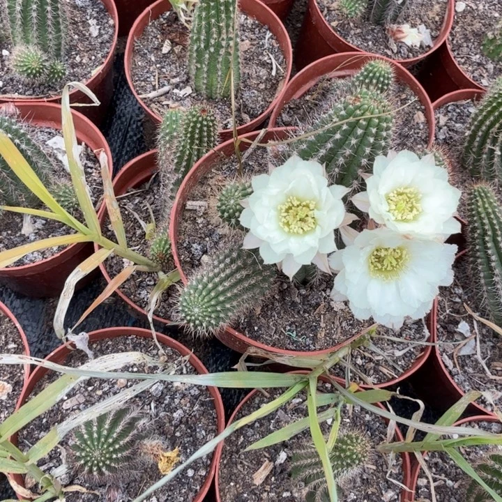 矮胖白檀537白檀796