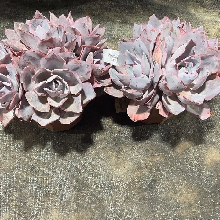 鑫伟多肉晚霞2494