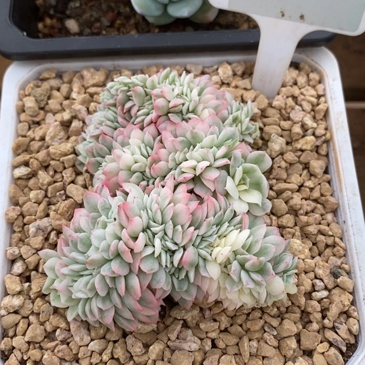D251- 直播福利 缀