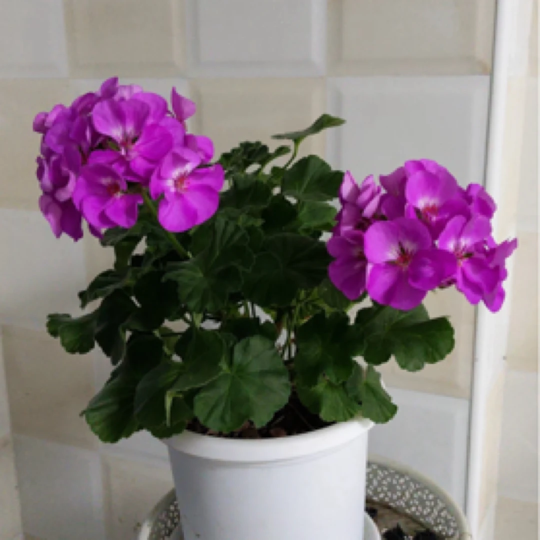 《湛蓝天空》带花苞天竺葵包对版