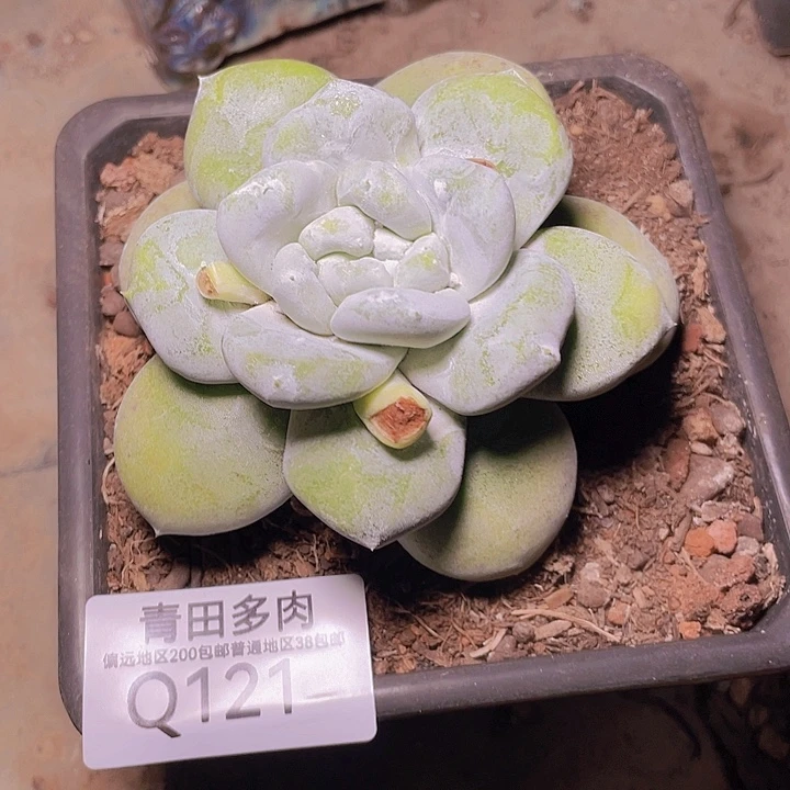 P***y小鹿多肉一物一拍121