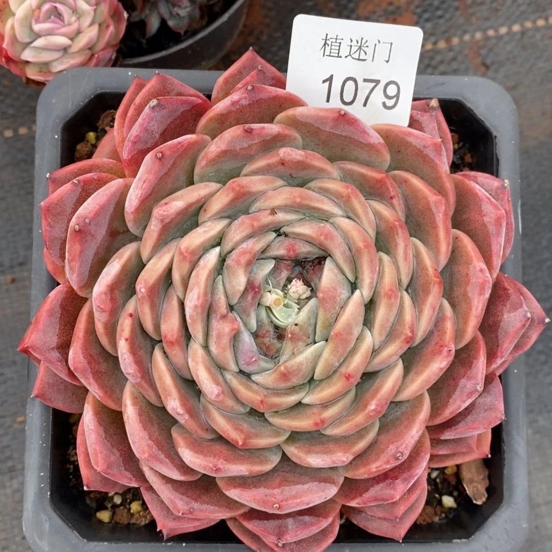 乔*板杂交精品多肉1079