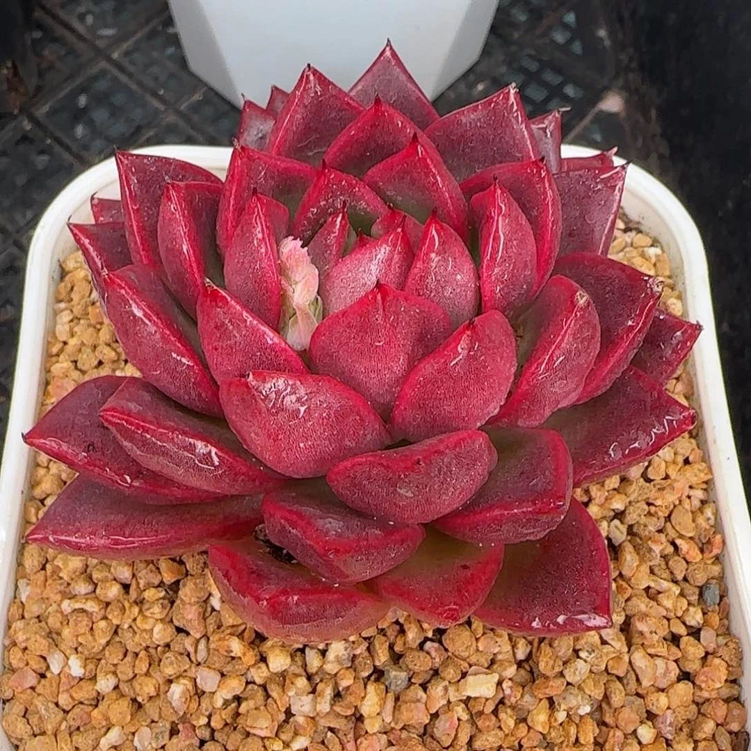 从前慢花园精选粉钻