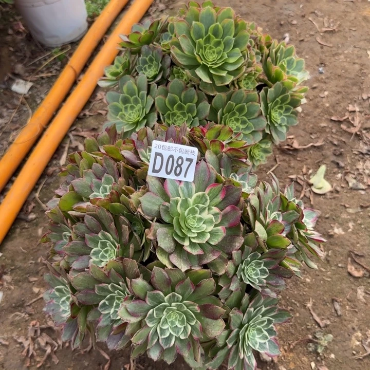 087号……2颗……多肉植物……