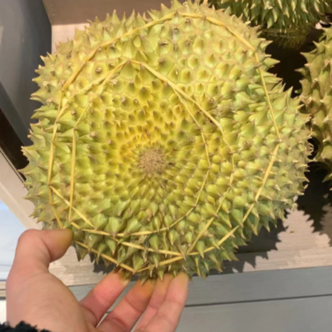 【618大促】泰国树熟新鲜核小29.8一斤金枕鲜果 同城送 1-2小时送达~榴莲同城送金枕泰国一物一拍金枕泰国