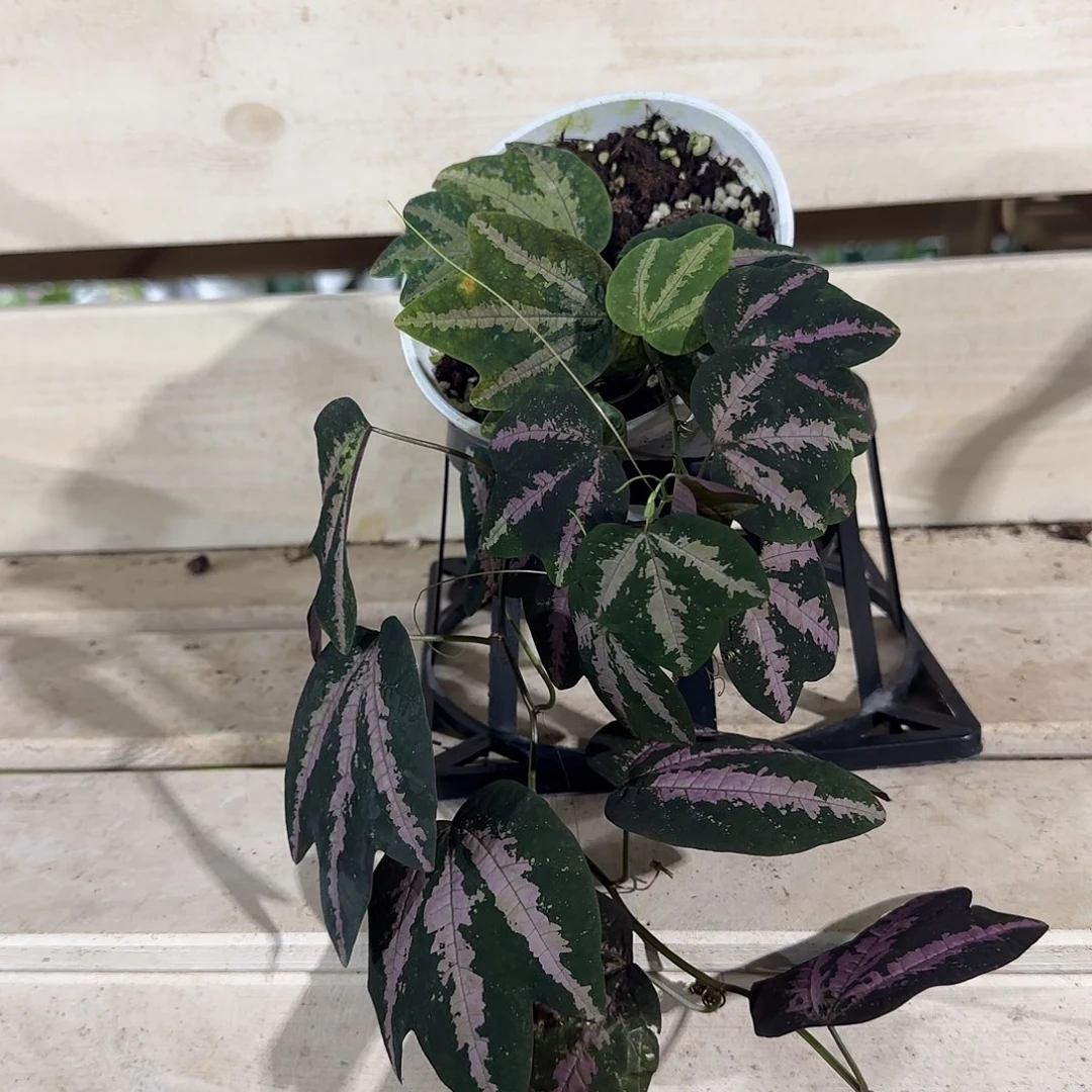 无花朵掌叶西番莲