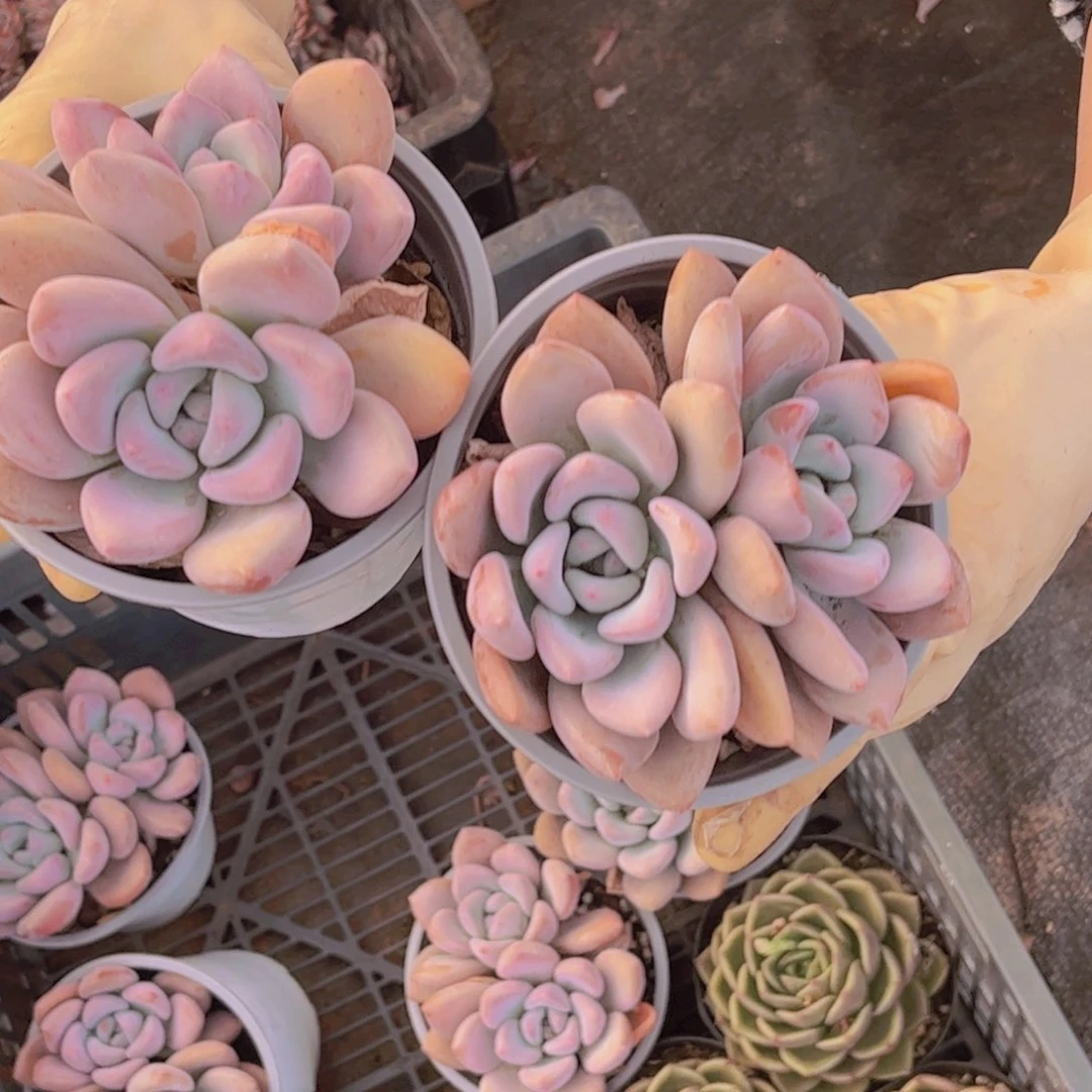 奥普双头两颗一单包邮