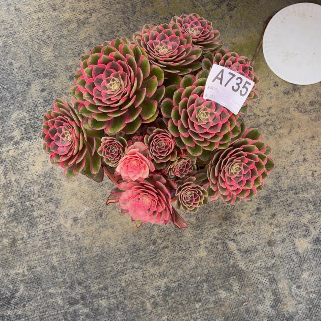 多肉孔雀翎0000000735