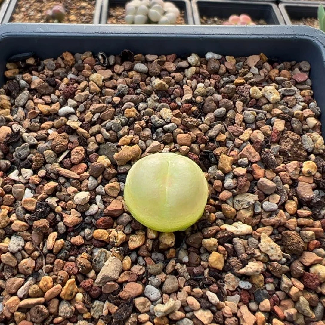 单头全窗拉登一棵