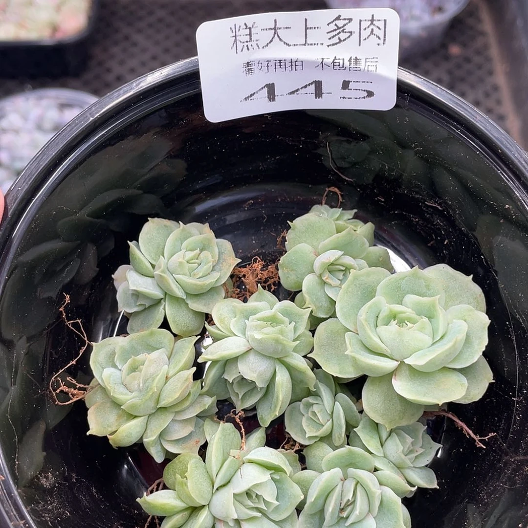 糕大上多肉植物445