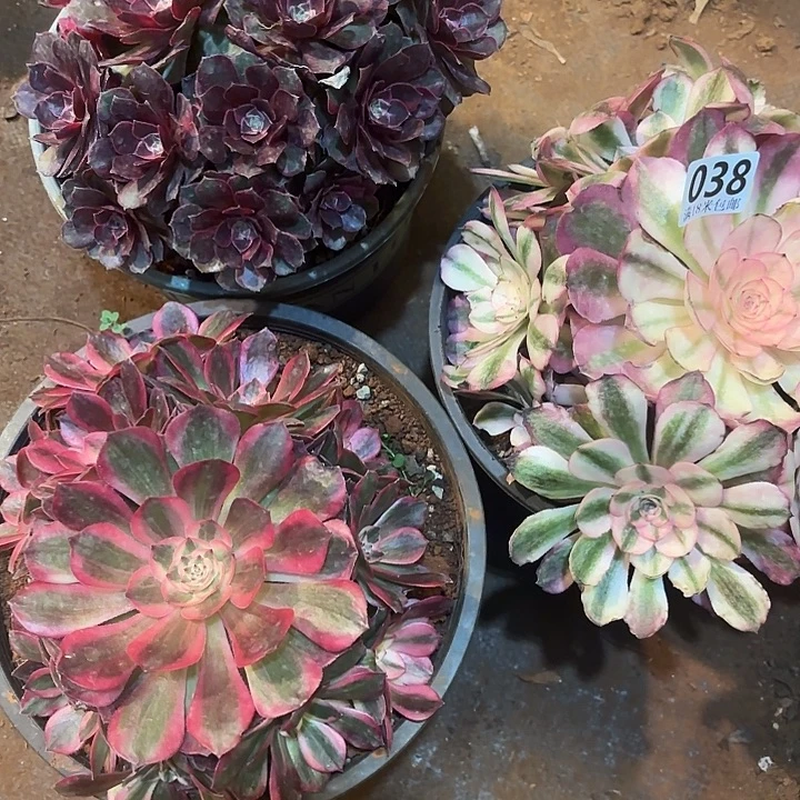 038组合掌心多肉法师锦