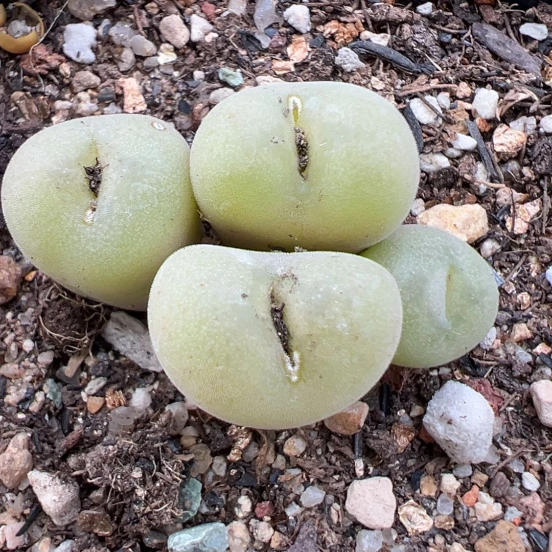 10.30好看的多肉脱土发货011