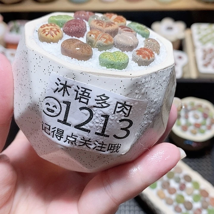 精美盆栽 好看又可爱1213