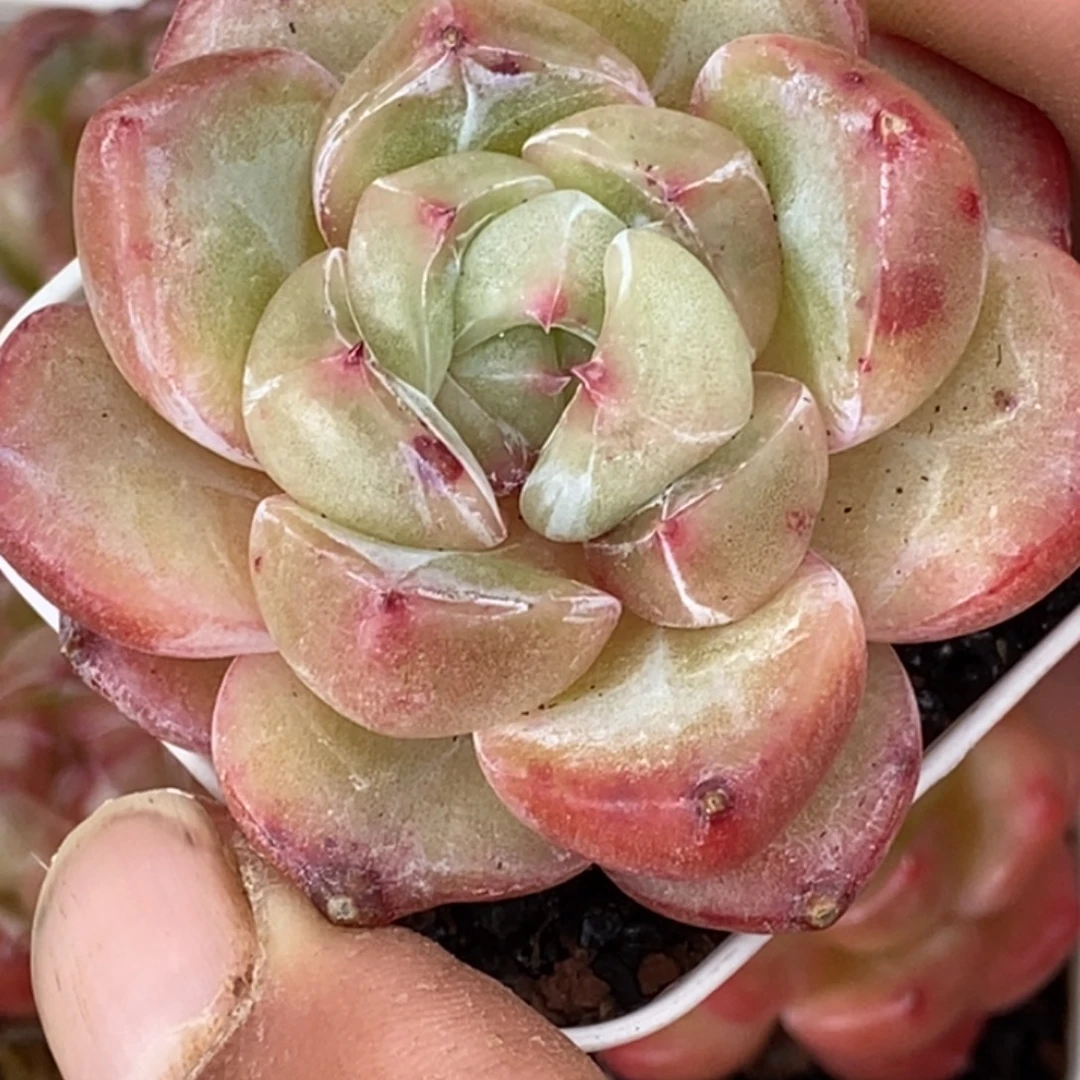 天官赐福百无禁忌