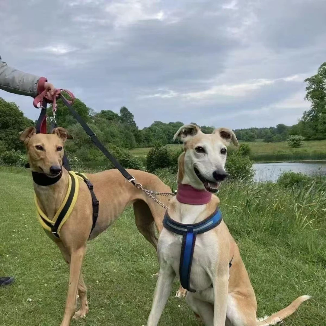 格力细狗猎兔犬幼犬灵缇犬正品比特幼犬便宜细犬狩猎家养