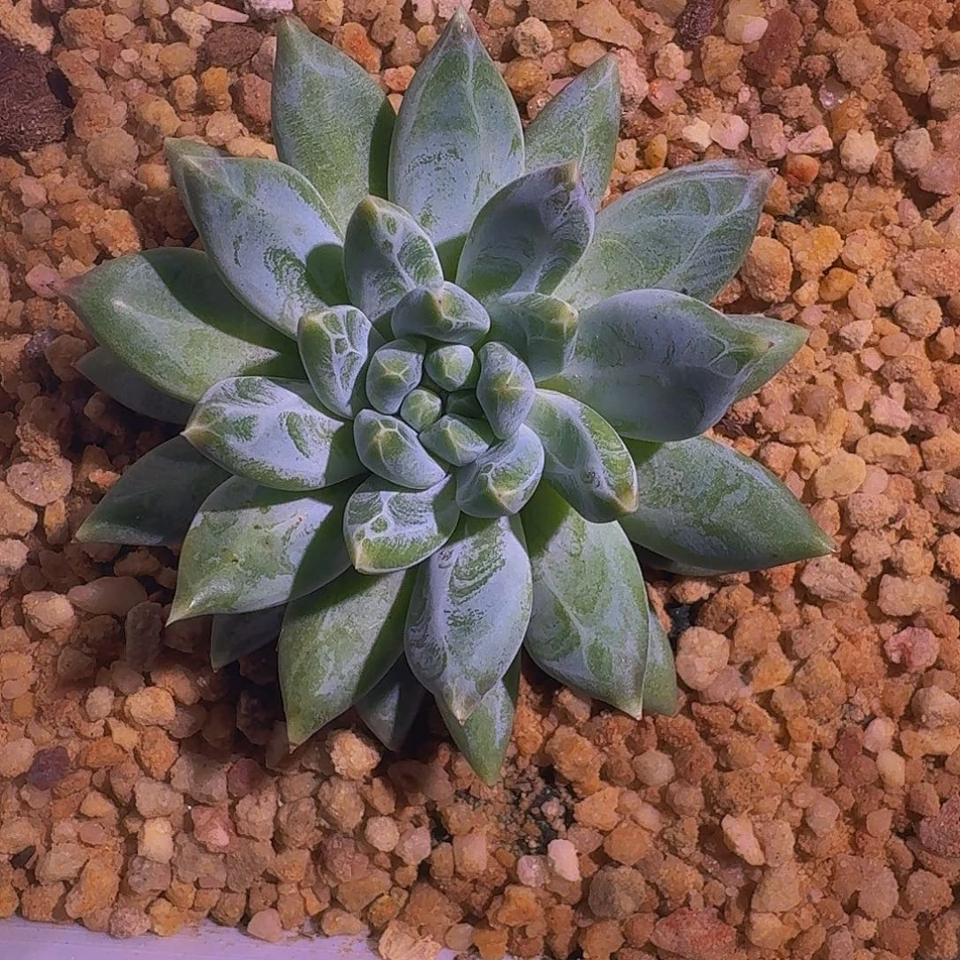 青禾美人 一物一拍