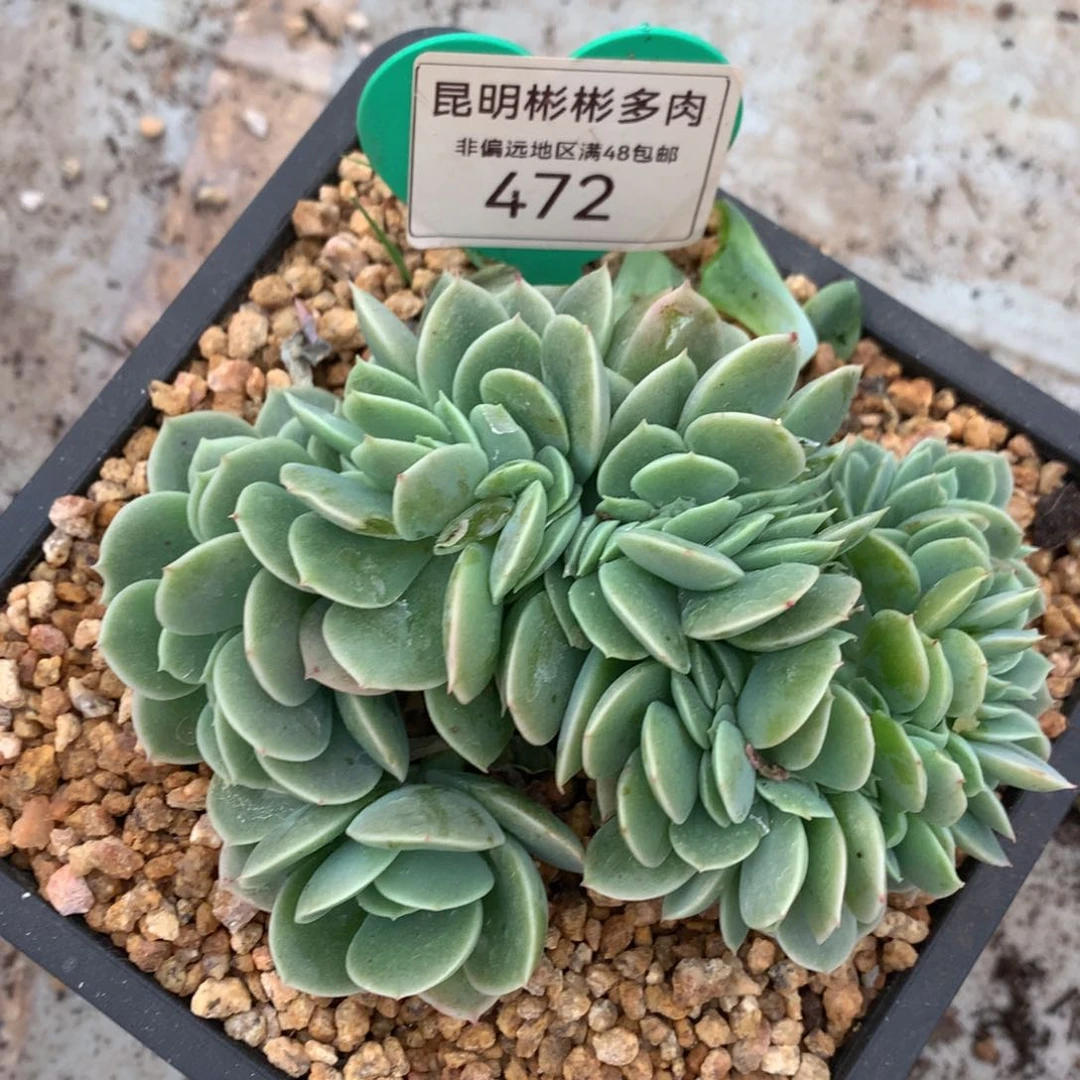 秀****鞋辛娜塔缀化一物一拍472