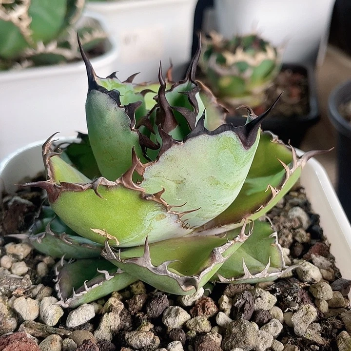 蓝鲸龙舌兰仁王冠