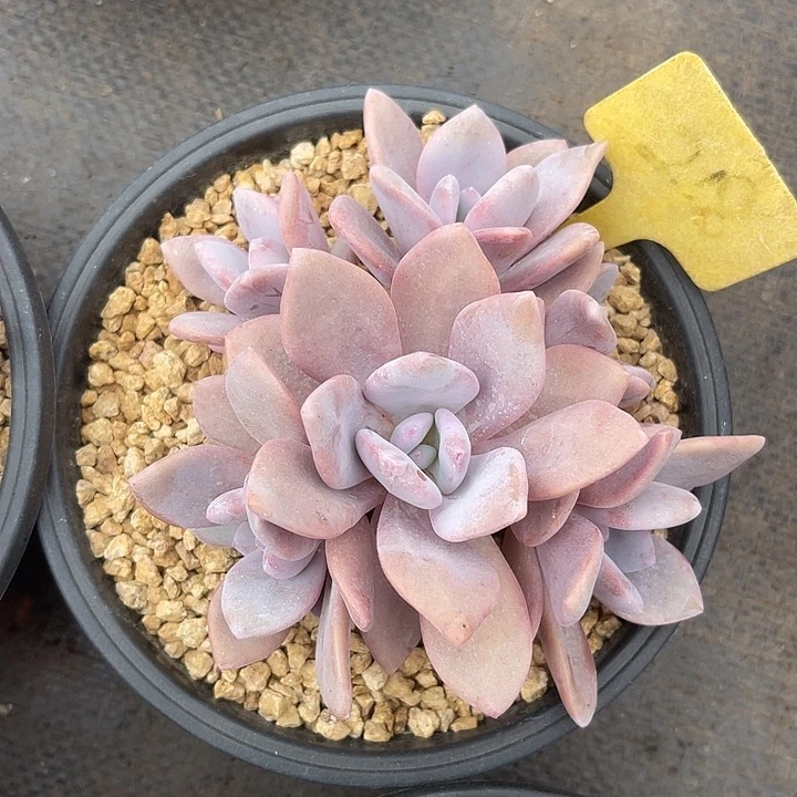 晨语多肉，一物一拍218