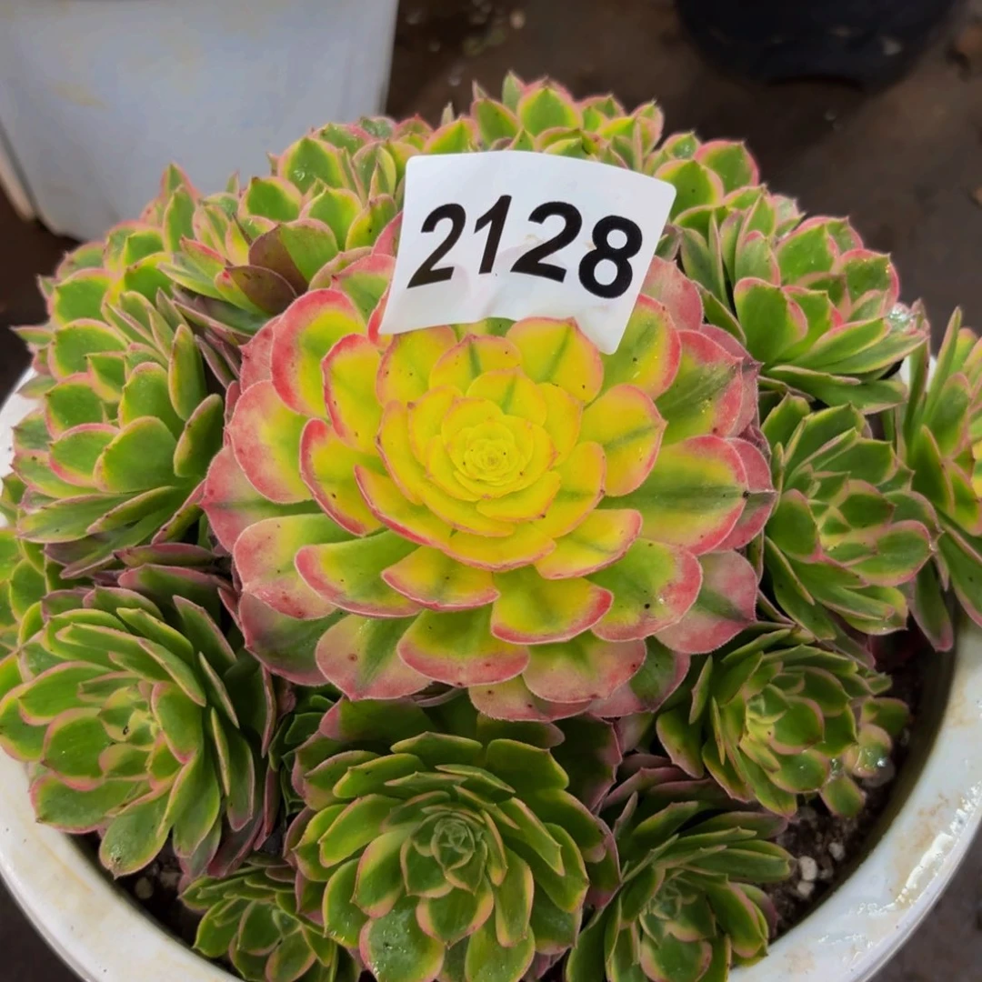 2128多肉植物海鲜