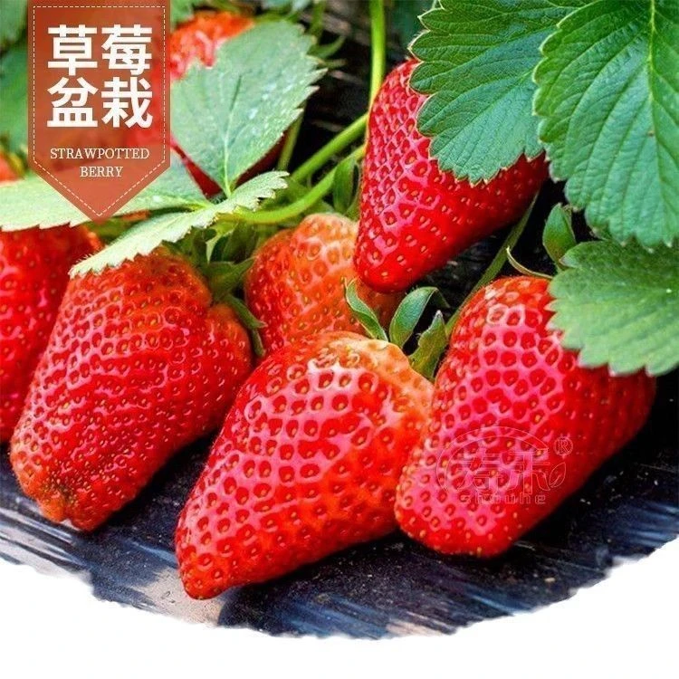 【满5包包邮】【红草莓和白草莓可选】蔬菜种子