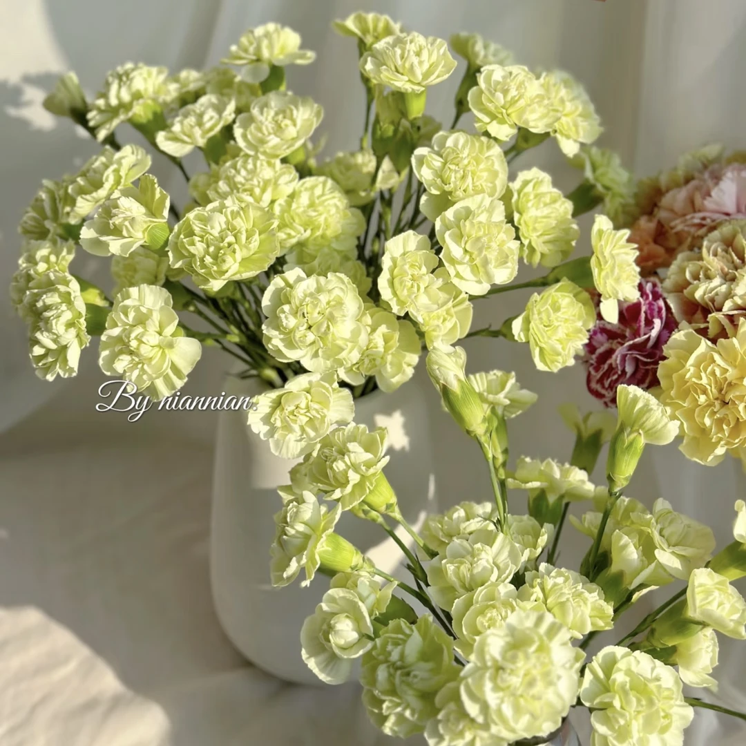 【杨鹏鲜花】绿茶 多丁 康乃馨 云南鲜花包邮