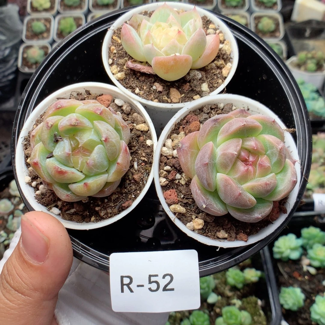 无花朵R52英语英语