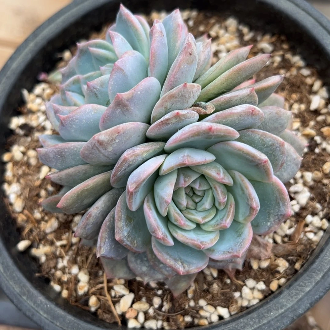 木**彤奖品 新年快乐 新年快乐