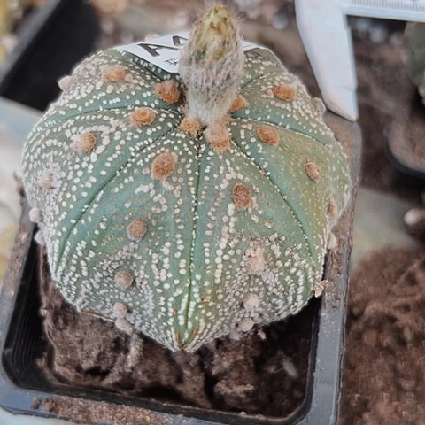 完全开放426木心根