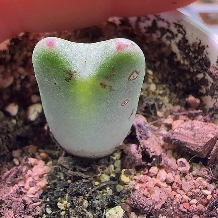 龙猫体少将。       56361